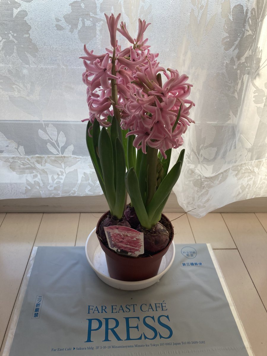 maya_gun415's tweet photo. おはようございます
ヒヤシンスの花が
満開を迎えとても良い
香りがしてます
PRESSが3日前に届いた
のにまだ読めていません
3連休でゆっくり読みたいと
思います
週末金曜日、よい一日に
なります様に
#PREES
#ヒヤシンス https://t.co/HxWtwcMwbO