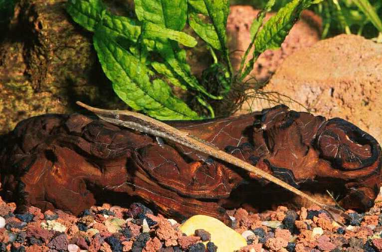 4randompixels's tweet photo. @Neoriceisgood How about a Farlowella? https://t.co/fdTcZaSn3I