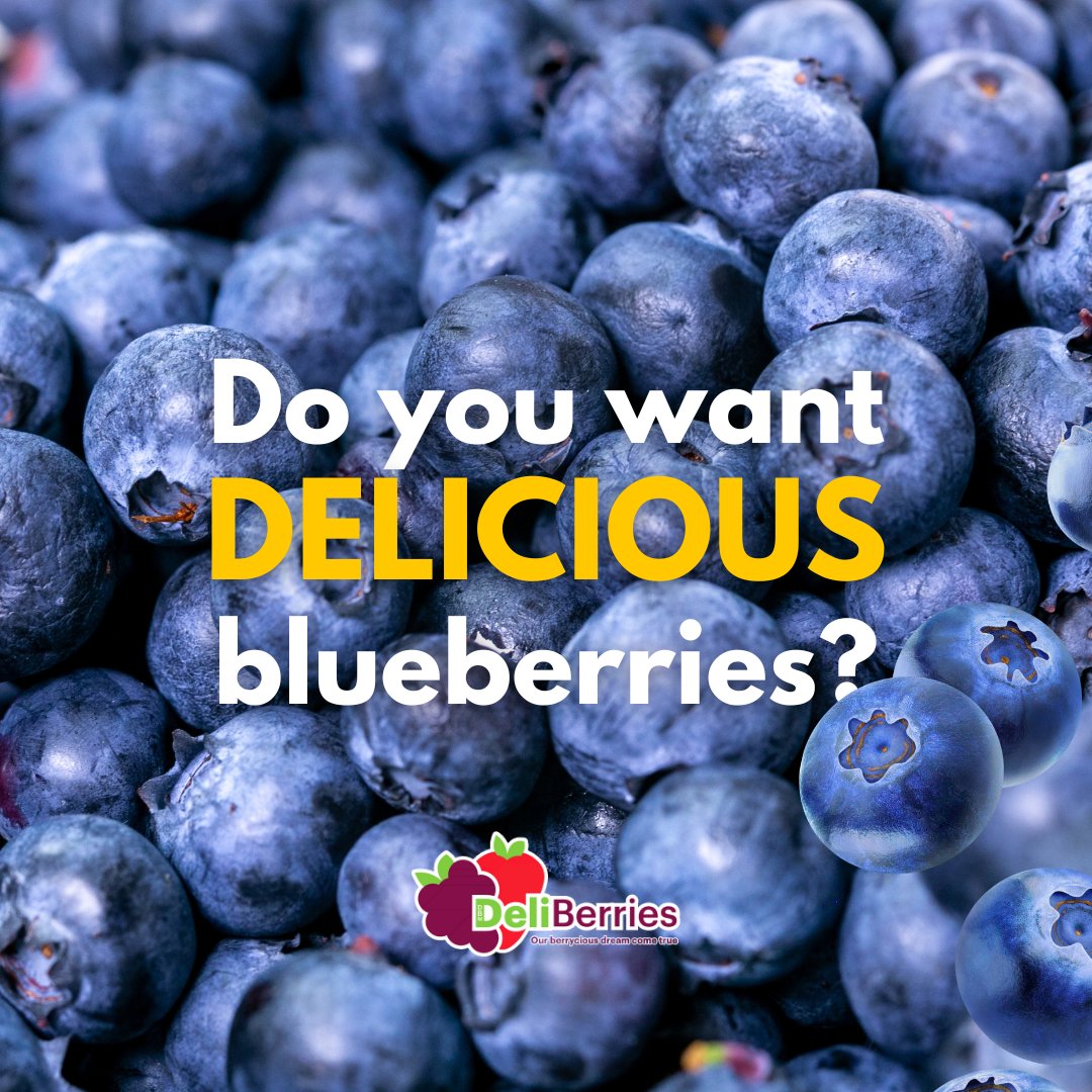 deliberriesMx's tweet photo. 🍓🇺🇸 Craving for juicy, flavorful berries? 🍇

 Look no further! #DeliBerries, the expert in exporting and selling delicious berries, proudly presents 6oz Blueberries! 😋🌟

Get yours now !
📲 3328188590

 #BerryBoost #berries https://t.co/cpfKUYNDaK