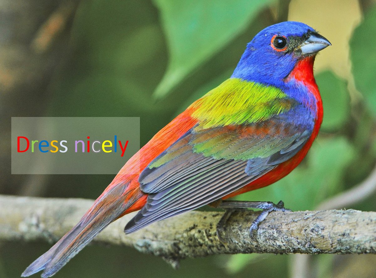 Are you in need of some dating advice before Valentine's Day? Join a park interpreter this Friday at 1 p.m. at the Mount Magazine visitor center to get advice from birds like the painted bunting who want you to 'Show your true colors!' More information: bit.ly/3uvoZDx