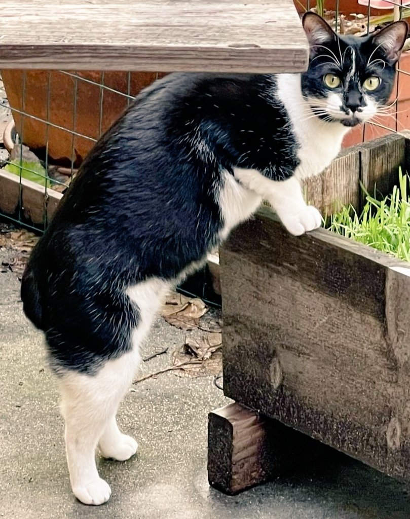 MCrisCardena's tweet image. #CATSOFTWITTER #BLUECOMMUNITY LOOKING FOR LOS ANGELES CAT PARENT FOR:

#Bindi a #TUXEDO #Manx in LOS ANGELES area, needs a home without other cats, spayed, shots, FIV NEGATIVE. Loves people but must be ONE CAT HOME ONLY❣️

PLEASE CONTACT @acatnamedfritz for further information ❣️