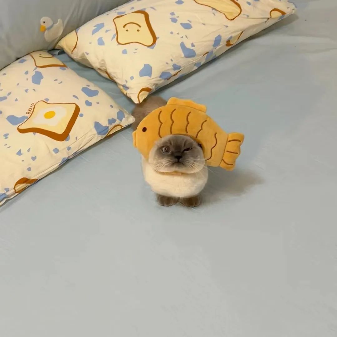 Punch Cat tweet media