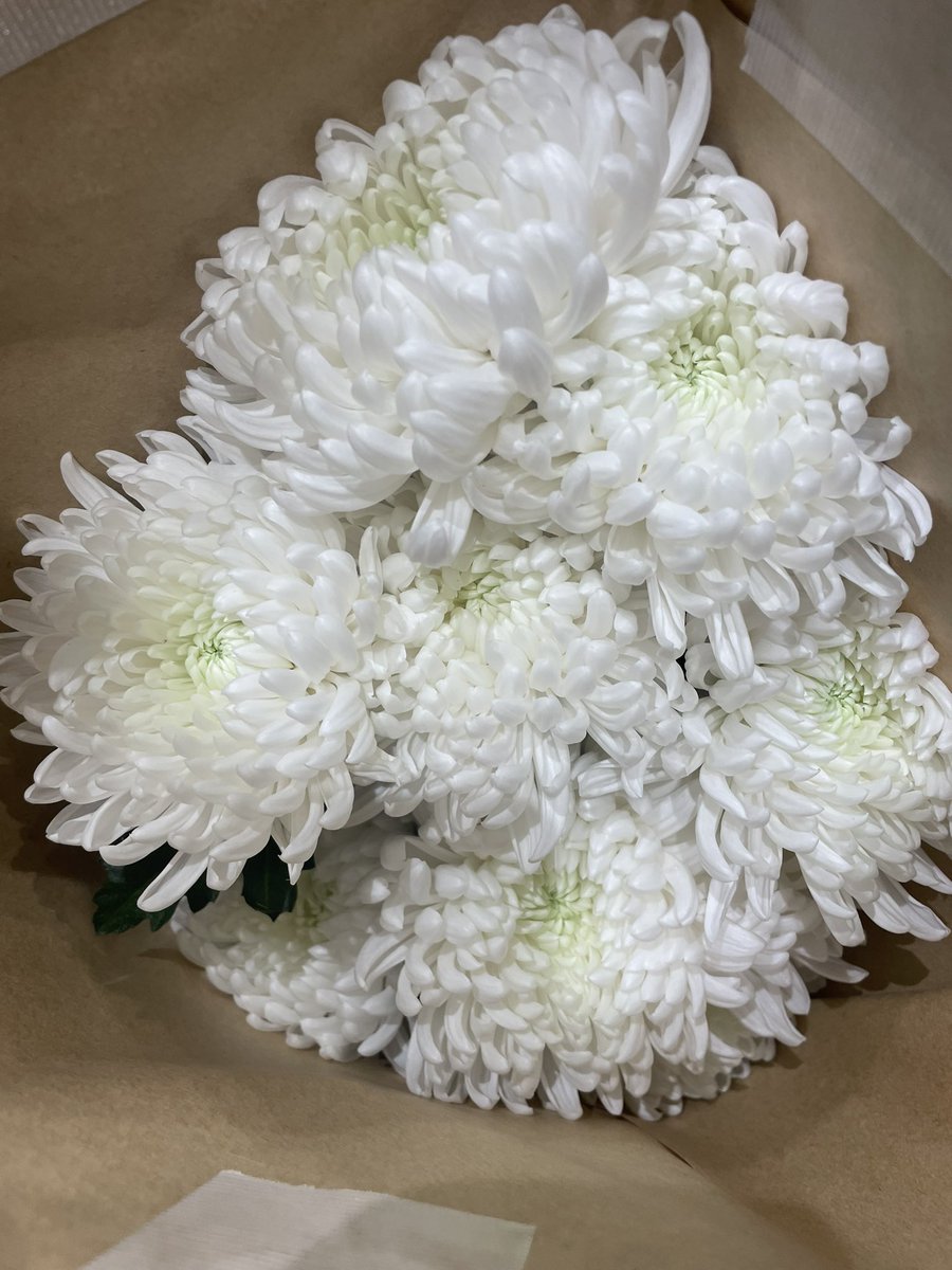 sato_masakazu's tweet photo. 福岡へ東京から菊の花が届いた。綺麗な綺麗な白い菊。今回も親しい花屋さんが、一番綺麗に散るような状態にして提供してくれた。花も喜んでるって。東京も福岡も。だからとても美しくていい匂いがするのです。あと4束。ありがとう！眺めてたら泣けてきたよ。

#MakeMeMe
#熱海殺人事件
#青春の会 https://t.co/sdcyoQxxu9