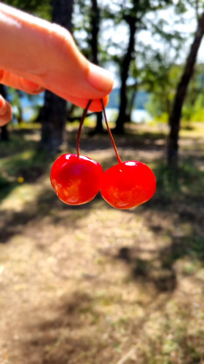 Cerezas patagónicas 🍒