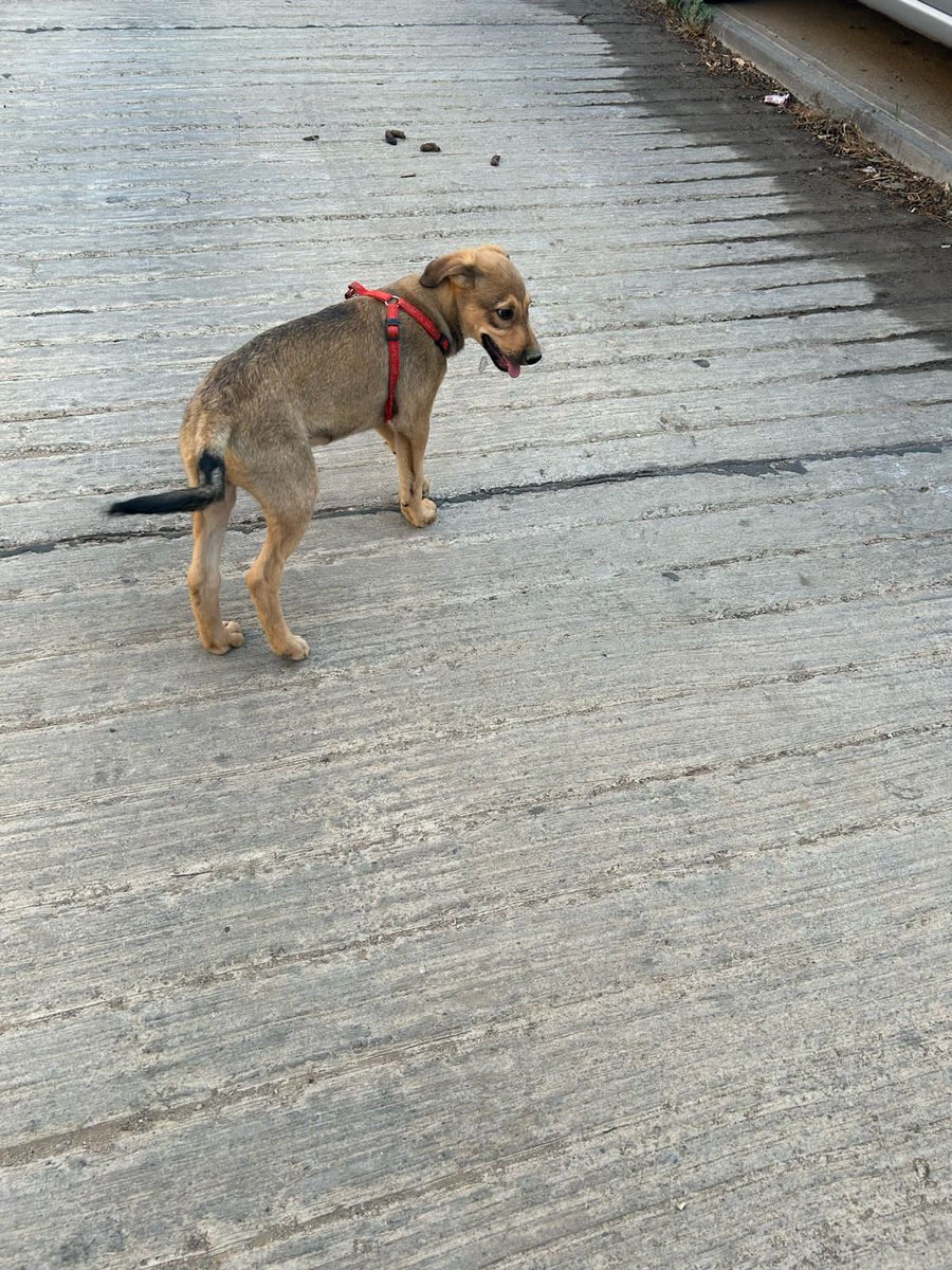 PersefoneNix1's tweet photo. Perrito con arnés encontrado en Villa Hermosa calle Irak Viña del Mar, si es suyo avise enseguida🙏🏻 https://t.co/O3ez7shzxc