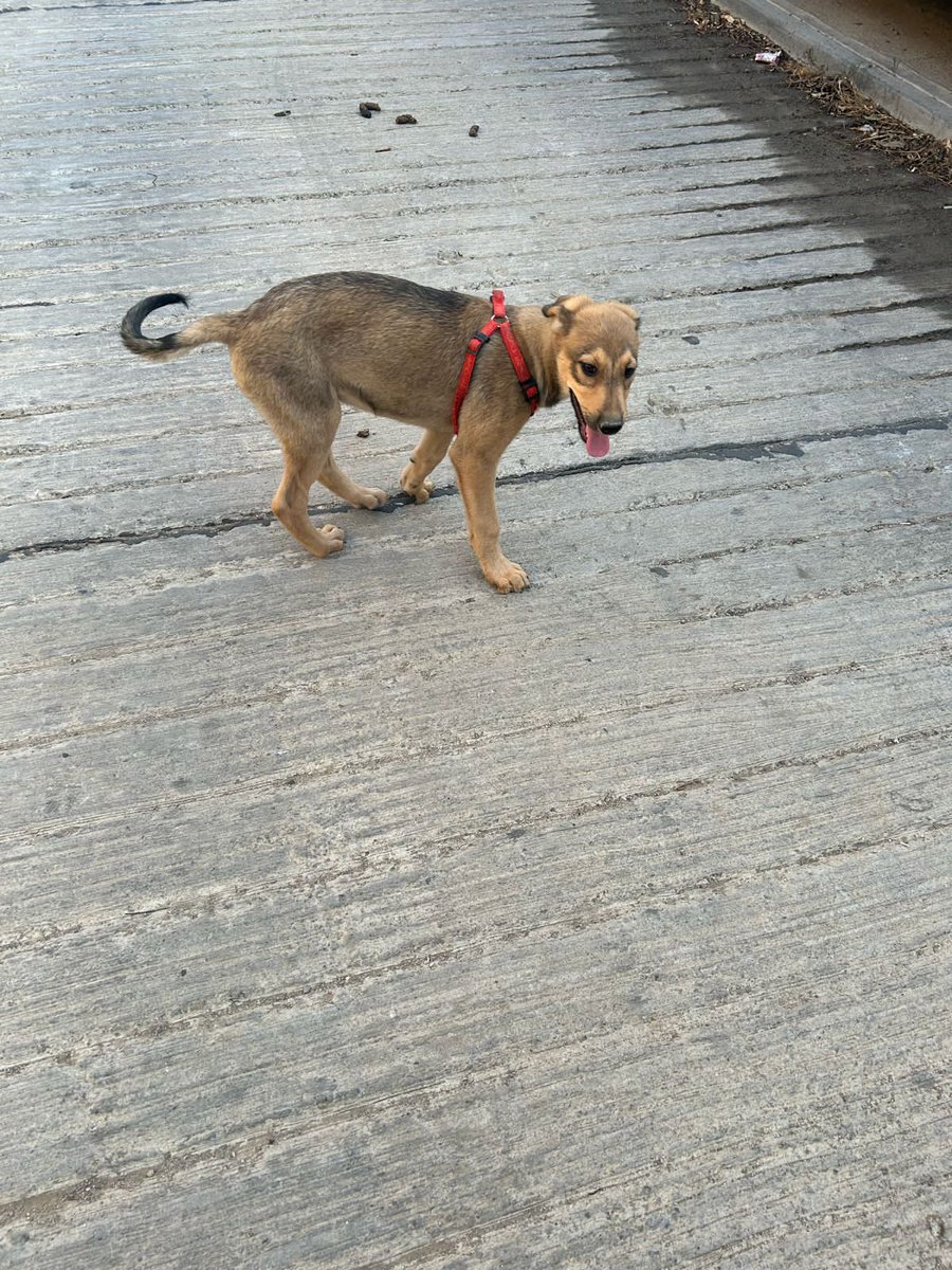 PersefoneNix1's tweet photo. Perrito con arnés encontrado en Villa Hermosa calle Irak Viña del Mar, si es suyo avise enseguida🙏🏻 https://t.co/O3ez7shzxc