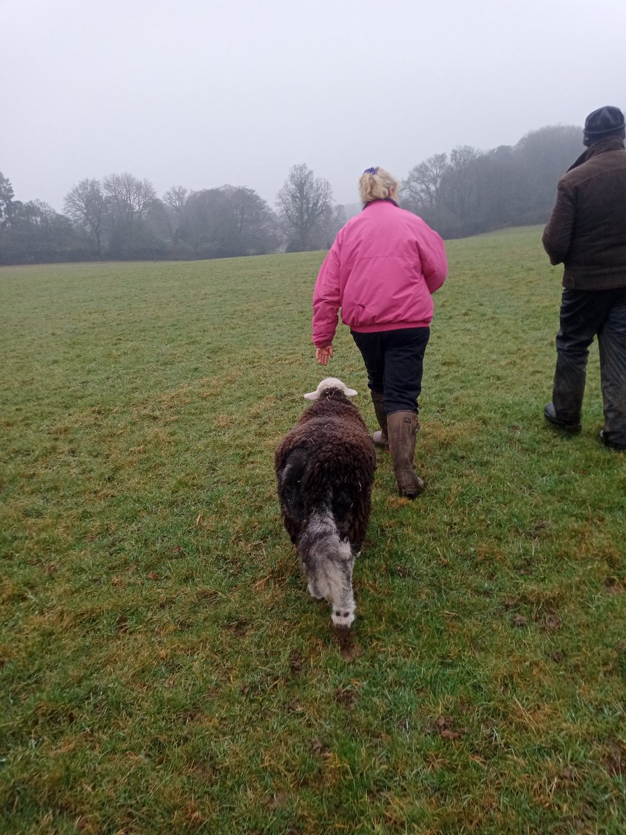 RoadFarmRamblin's tweet photo. Fabulous farm visit today, up to #CollingsHangerFarm  Charlie Herdy showed us around...&amp; The invincible Virginia of course!  Great networking with other farmers passionate about educational visits  &amp; meeting friends. 💚 @LEAF_Education https://t.co/X9AwKKEibU