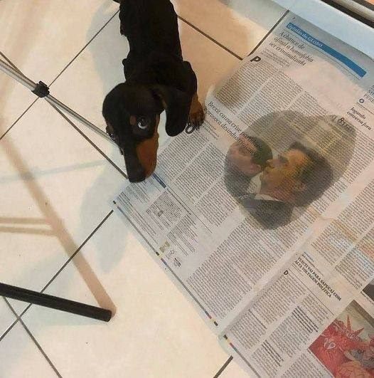 só para lembrar:
O único animal irracional é o ser humano.