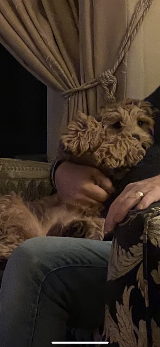 lostsentience's tweet photo. @jalso7 Isn’t it though 😭

Stuffed animal, or Mabel pup?? https://t.co/K1ZP1YGwVT