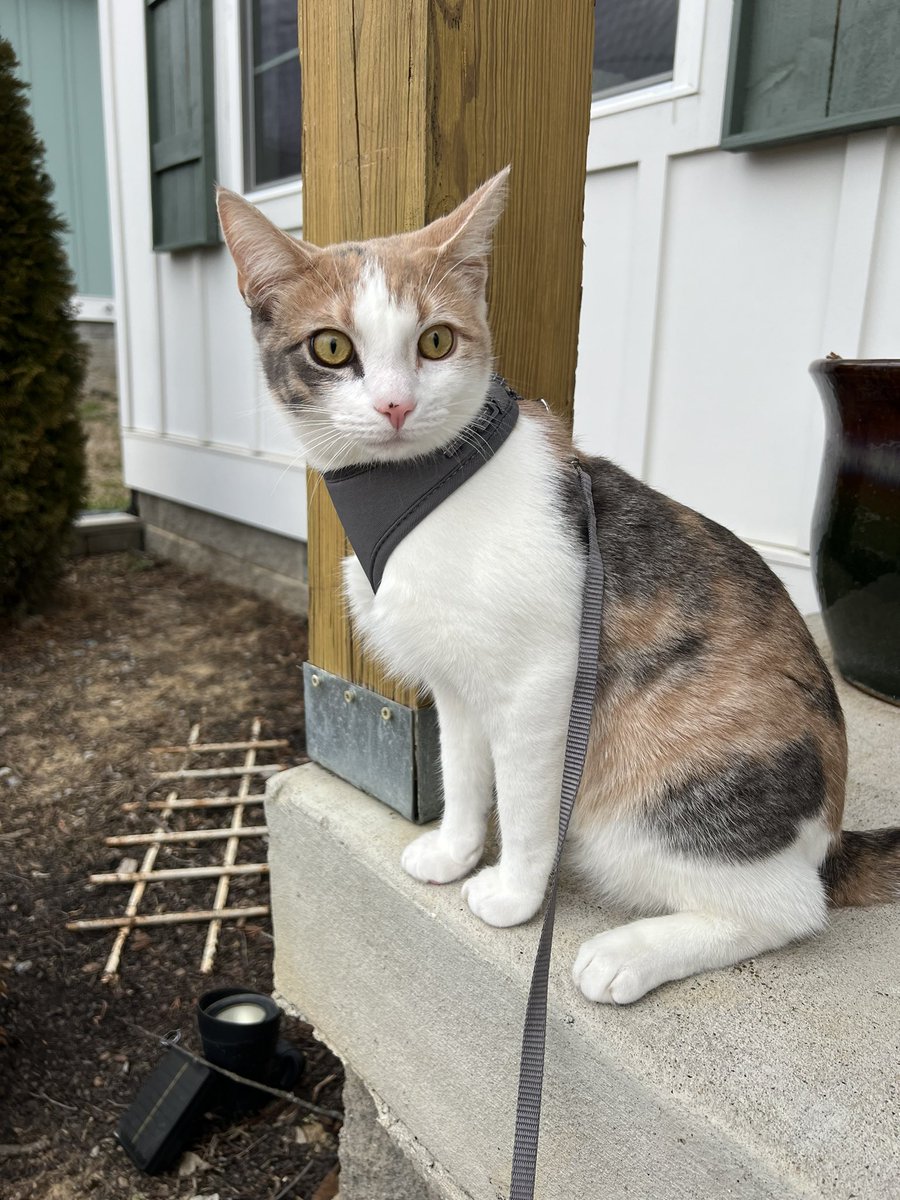 laur_reneeee's tweet photo. On our walk, we experienced some intense wind for the first time today. And Lucy decided she likes being an indoor cat. https://t.co/h3iIyE2O2d