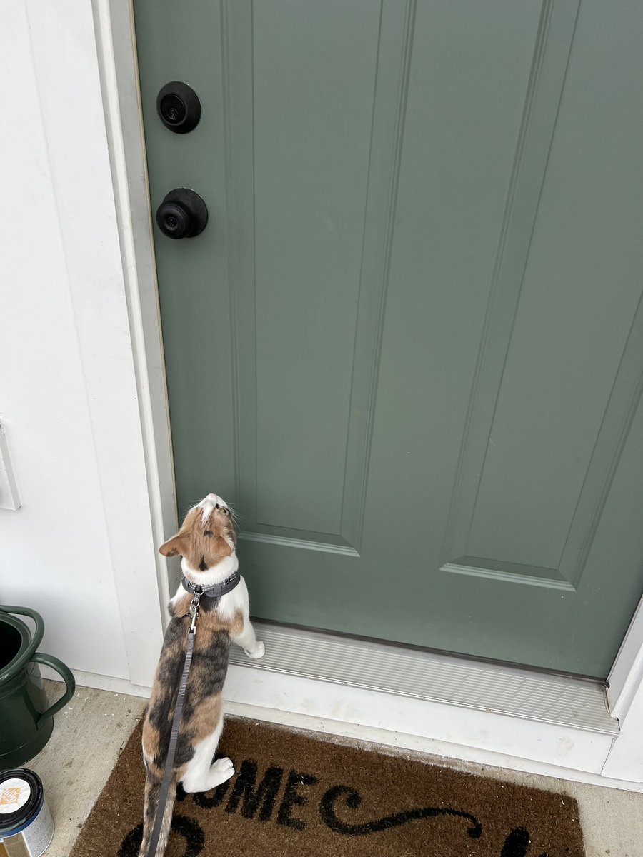 laur_reneeee's tweet photo. On our walk, we experienced some intense wind for the first time today. And Lucy decided she likes being an indoor cat. https://t.co/h3iIyE2O2d