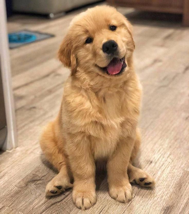 Puppies 🐶 tweet media