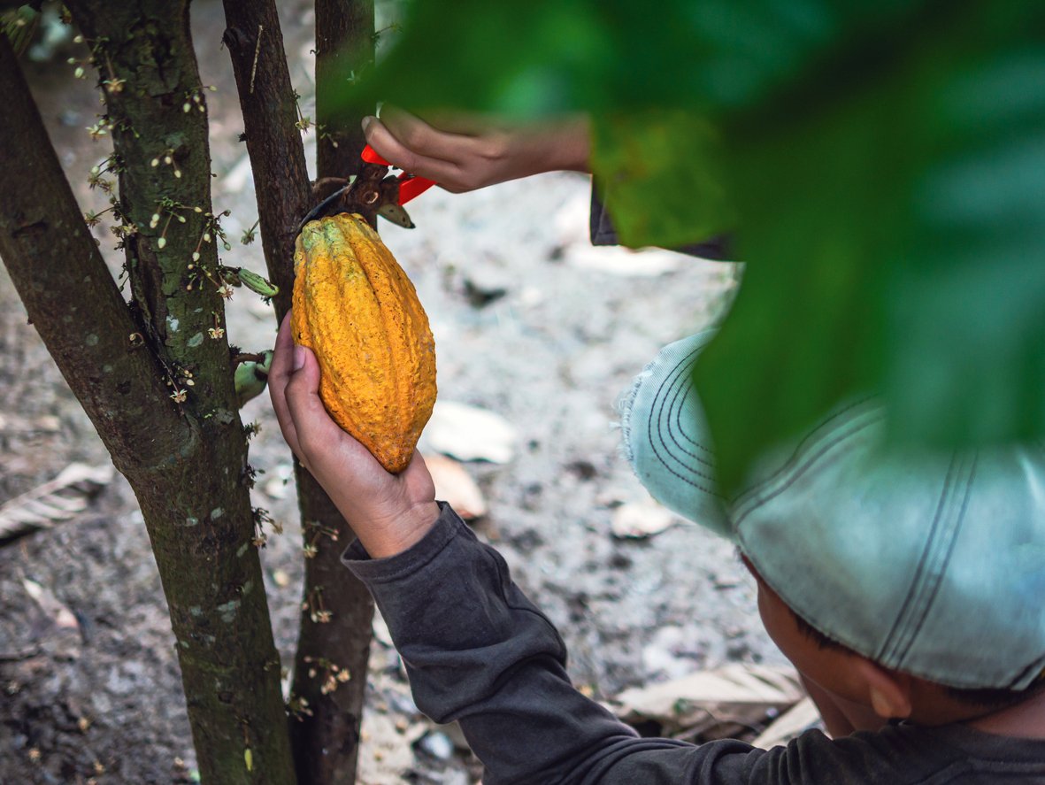 #DueDiligence: Today's vote in #COREPER could give a voice to millions of agri-food & hospitality workers. EFFAT calls on the @EUCouncil to vote in favour of human rights and the planet. #HoldBizAccountable. #CSDDD