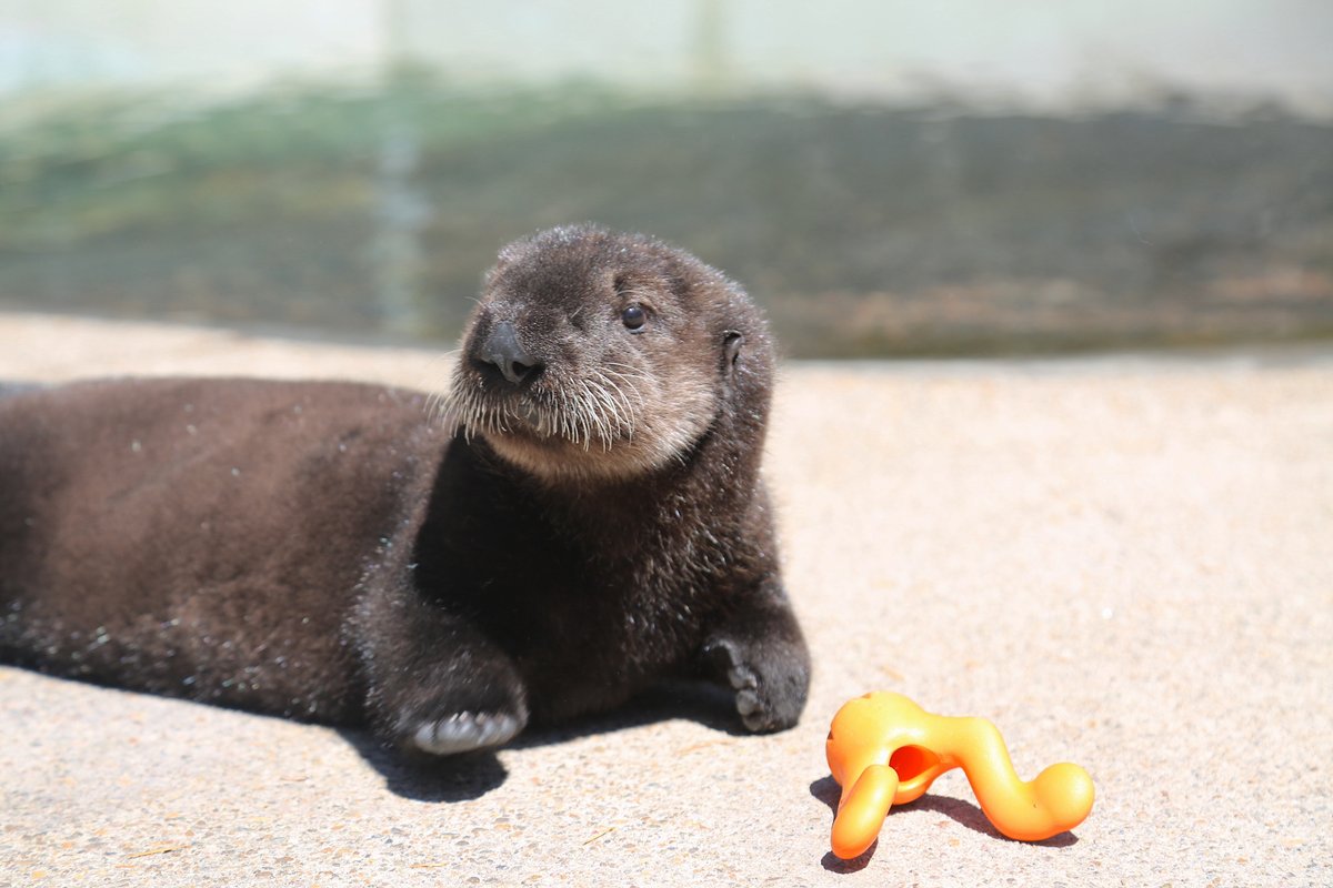 orcoastaquarium's tweet photo. #Throwback Fursday, featuring Earle 💙

#seaotters #memories #growuptoofast #oregon #oregoncoast #oregoncoastaquarium https://t.co/RplLkVBimU