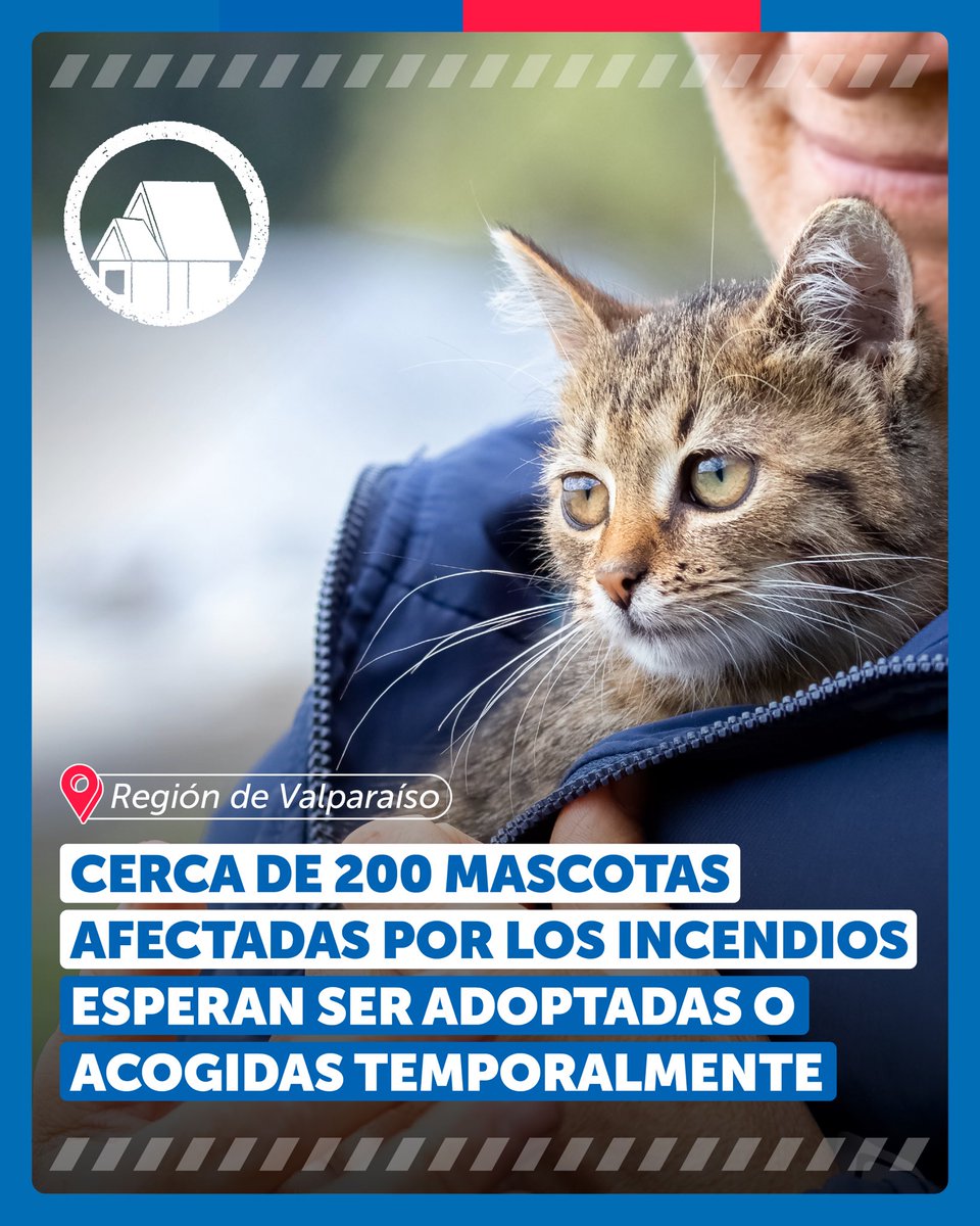 MascotaGob's tweet photo. ¿Te gustaría ser hogar temporal o definitivo de un animal rescatado de los incendios? 🏡

Aquí te contamos cómo hacerlo 👇 https://t.co/asc9jpZAcG