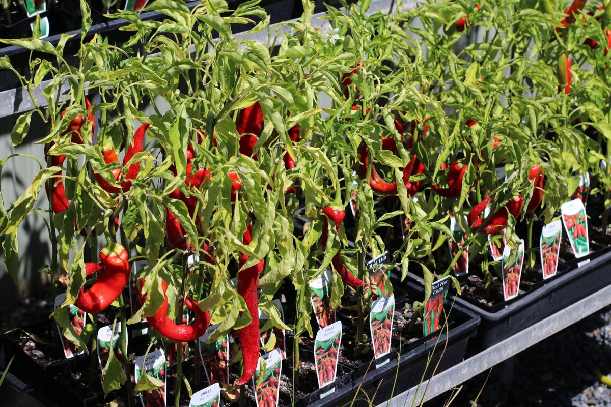 I wanted to make a joke about chili, but I couldn’t think of anything hot.

#wholesaleplantsandproducts #outdoorplants #newstockdaily #floristsofadelaide #gardencentresofadelaide #rareplants #limitednumbers #plantcollectors #indoorplants #landscapersofadelaide...
