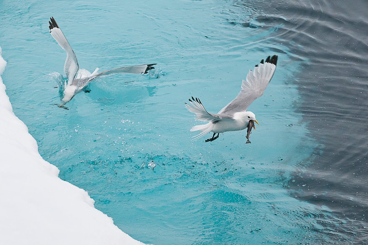 New paper about the impacts of landfast and drift ice on body condition in a high Arctic seabird community! frontiersin.org/articles/10.33… Great collaboration with @NorskPolar @CNRSecologie @_IPEV @CEBC_ChizeLab @UnivLaRochelle