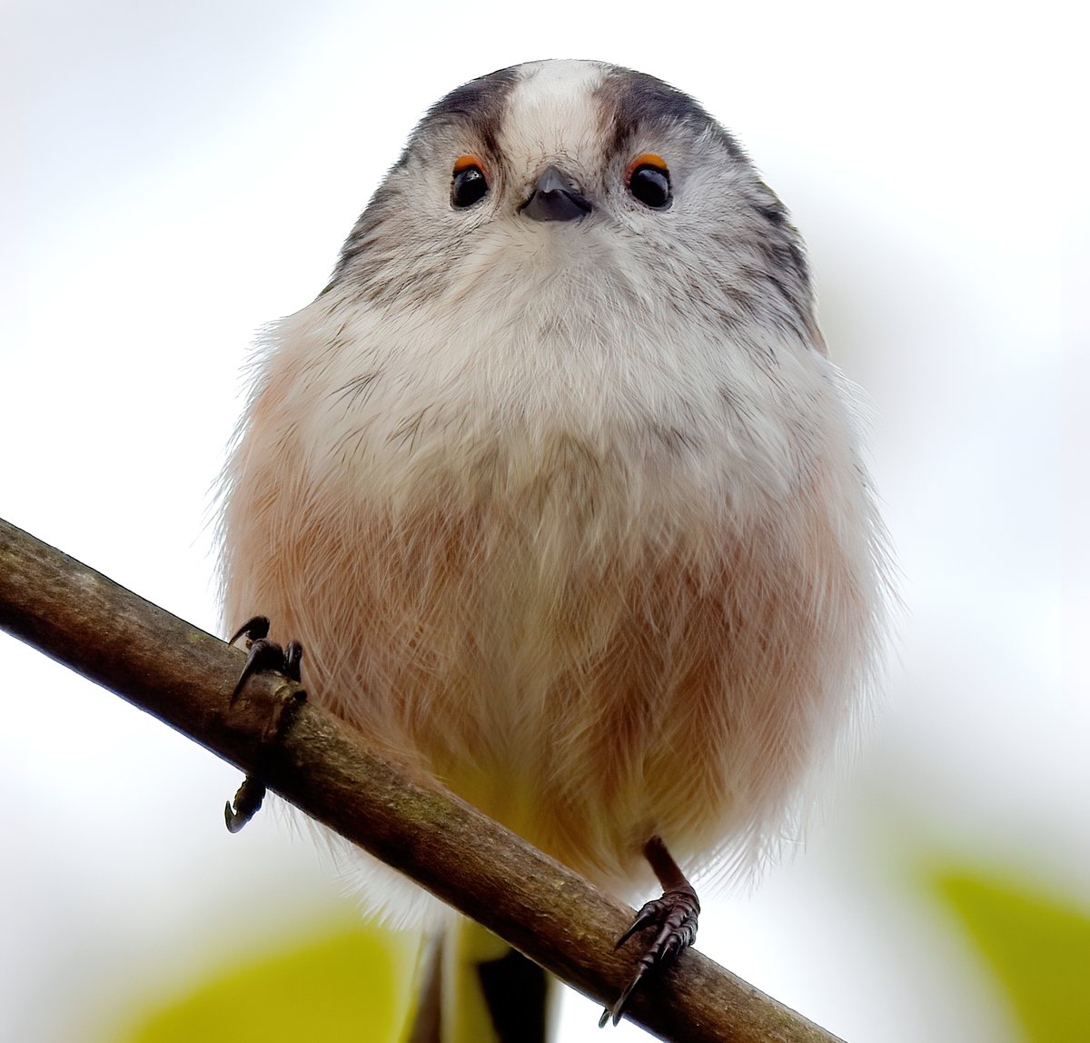 As it's Friday, I'm asking all my followers to please retweet this tweet if you see it, to help my little bird account beat the algorithm & be seen!🙏♥️ To make it worth sharing, here's the adorable face of a Long Tailed Tit! 😍😊🐦 #FridayRetweetPlease ♥️