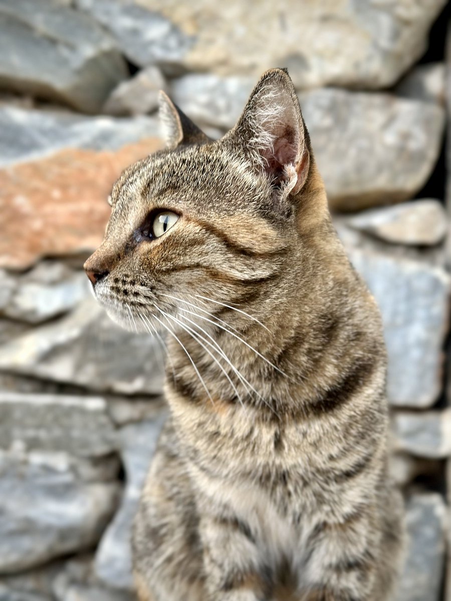 Cats of Iraklia tweet media