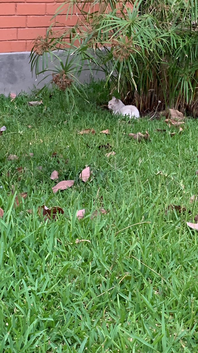 una_borracha's tweet photo. Amigos por favor ayúdenme, hay un gatito que se ve muy enfermo en Domingo Orue, no puedo llevármelo a casa ni ayudarlo porque hace poco ya hemos rescatado una gatita.
Por favor ayúdenme a llegar a las personas correctas para que vengan a brindarle ayuda.
#RT https://t.co/JaAW1coEW3