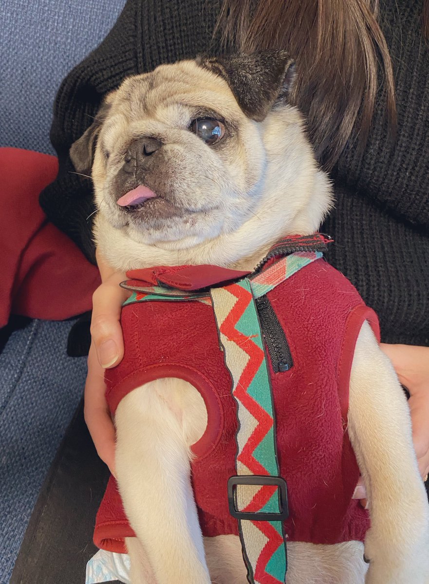 昨日あんずちゃんは天国へと旅立ちました
母の腕の中で最期を迎えられたようです
とっても可愛くてちょっとおバカで食べることが大好きな我が家のアイドルでした
皆様今まであんずのことを可愛がってくださり本当に本当にありがとうございました
天国で大好きな梨とお芋とササミをいっぱい食べてね