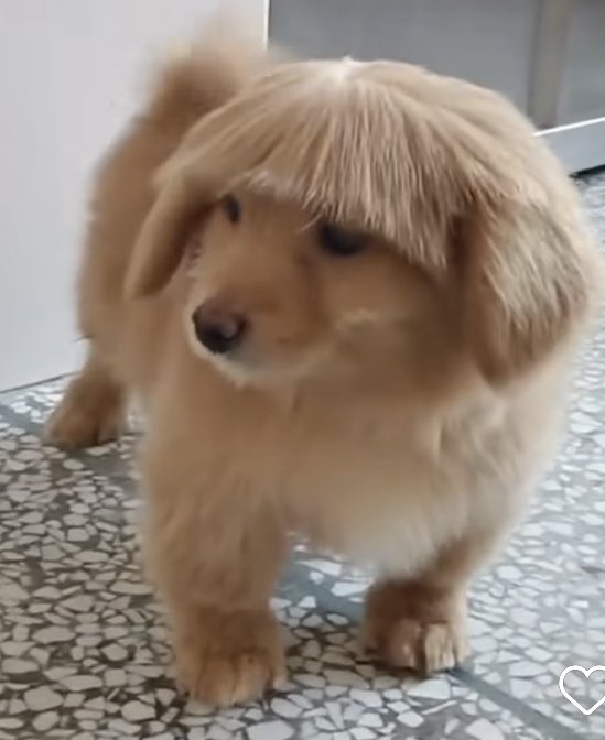 thoughtsofskott's tweet photo. nice haircut idiot! https://t.co/tjZ601vIbU