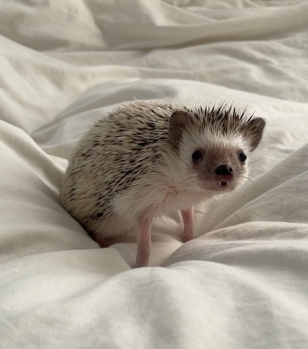 𝚊𝚟𝚊 tweet media