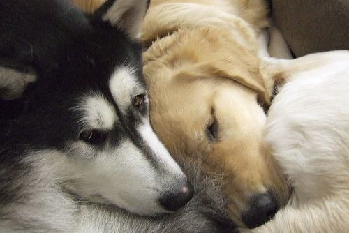 ShadesofShipps's tweet photo. #SOSWritesPrompts
#SOSWritesMY
Hybrid!AU, where Yvn is a labrador retriever hybrid who is married to his partner, a Siberian husky hybrid. As soon as they were expecting, Yvyv was told that he could only give birth to one puppy at a time, not a huge litter. https://t.co/pzRkLyn2Eb