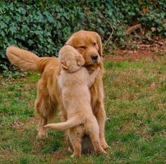 ShadesofShipps's tweet photo. #SOSWritesPrompts
#SOSWritesMY
Hybrid!AU, where Yvn is a labrador retriever hybrid who is married to his partner, a Siberian husky hybrid. As soon as they were expecting, Yvyv was told that he could only give birth to one puppy at a time, not a huge litter. https://t.co/pzRkLyn2Eb