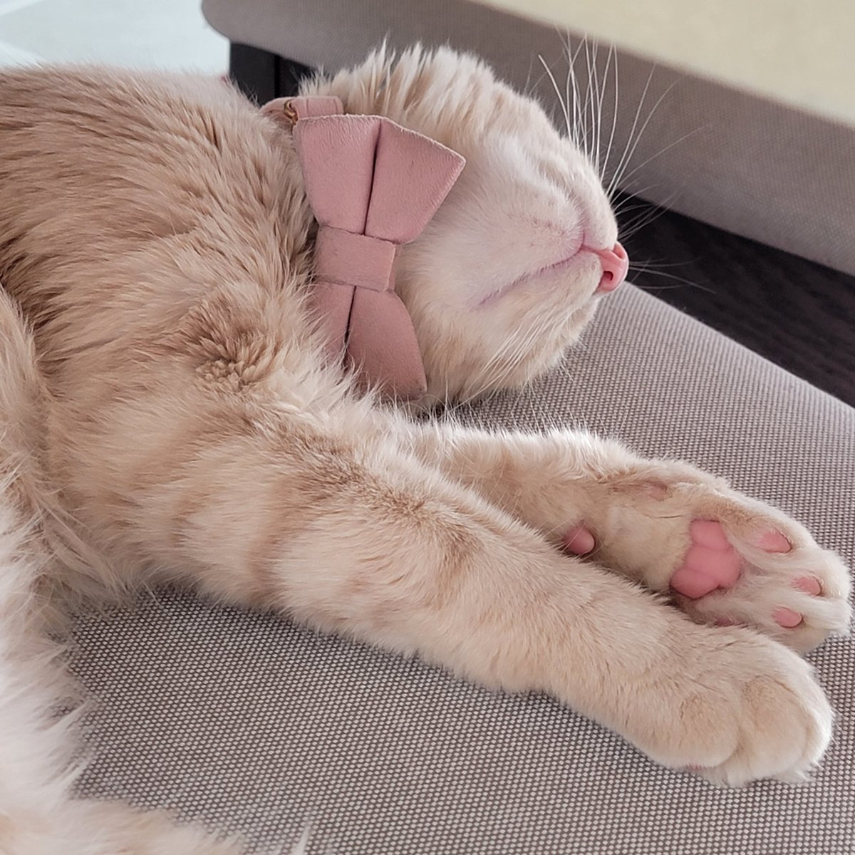 lilsoftea's tweet image. Ladies and gentlemen... my cat 🥹