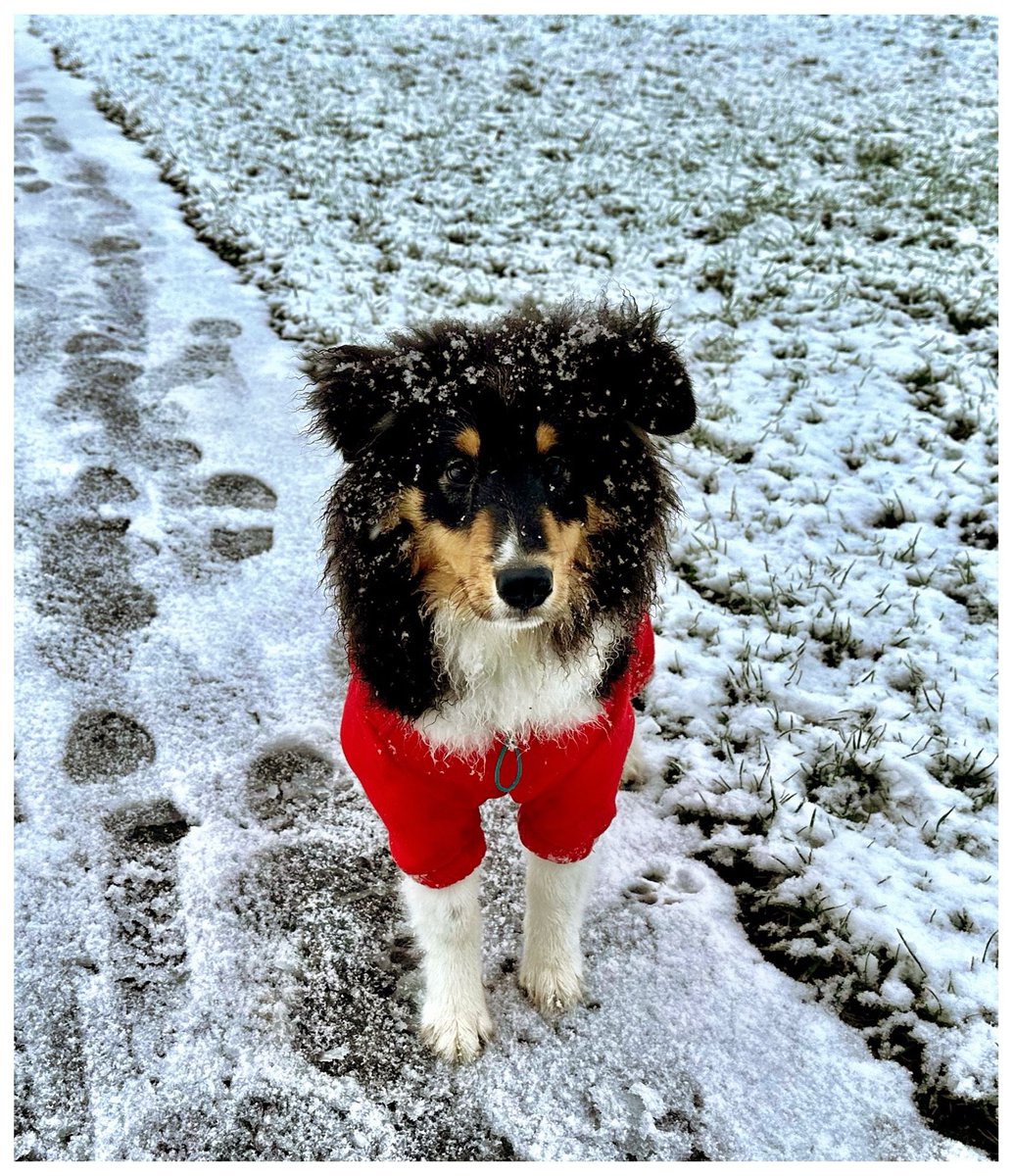 harrogatesaint's tweet photo. @PuppiesIover Our five month old Sheltie Solo ❤️ https://t.co/MtjToNxHUy