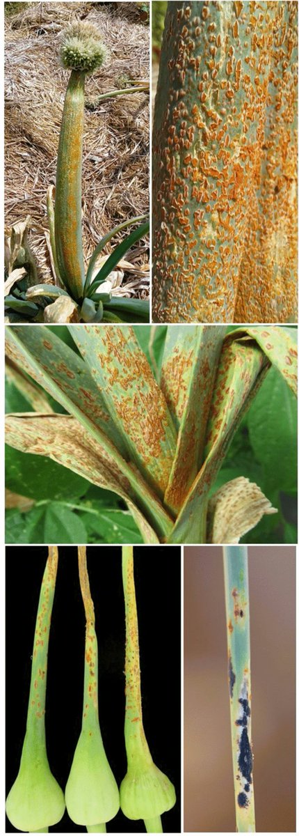 Plant_Pathogens's tweet photo. New is our APP journal:

Pathogenicity of Puccinia porri on Allium in South Africa

https://t.co/IoBH7cItt2 https://t.co/9L63bAlQ1r