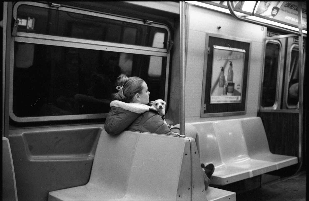 Felix_Denomme's tweet photo. dogs of New York https://t.co/sqXSfxsY4W