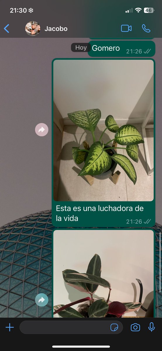 vgulino5's tweet photo. Señora orgullosa de sus plantas y tortura a su amiga parte mil https://t.co/9Ylk86X4nZ