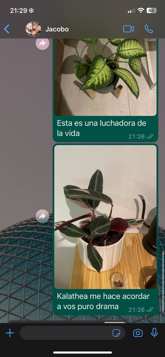 vgulino5's tweet photo. Señora orgullosa de sus plantas y tortura a su amiga parte mil https://t.co/9Ylk86X4nZ