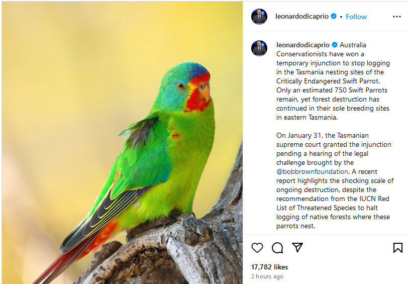 BobBrownFndn's tweet image. Leonardo DiCaprio calls for Swift Parrot protection and end to native forest logging nationwide -  "We are delighted to see @LeoDiCaprio full endorsement of our campaign to end native forest logging and save the critically endangered Swift Parrots," Bob Brown #politas #auspol