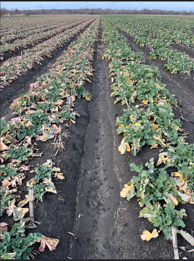 Rubisco Winter Canola..green up in the Southern US. An early maturity hybrid (right) at green bud (bolting) the hybrid on the left holding back for longer day-length. Close to 2 decades of proven winter canola hybrid choices for farmers in double cropping regions. #rowcrop