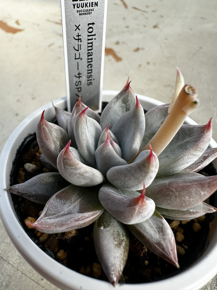 優木園 嫁 (@seicyanmama) / Posts / X