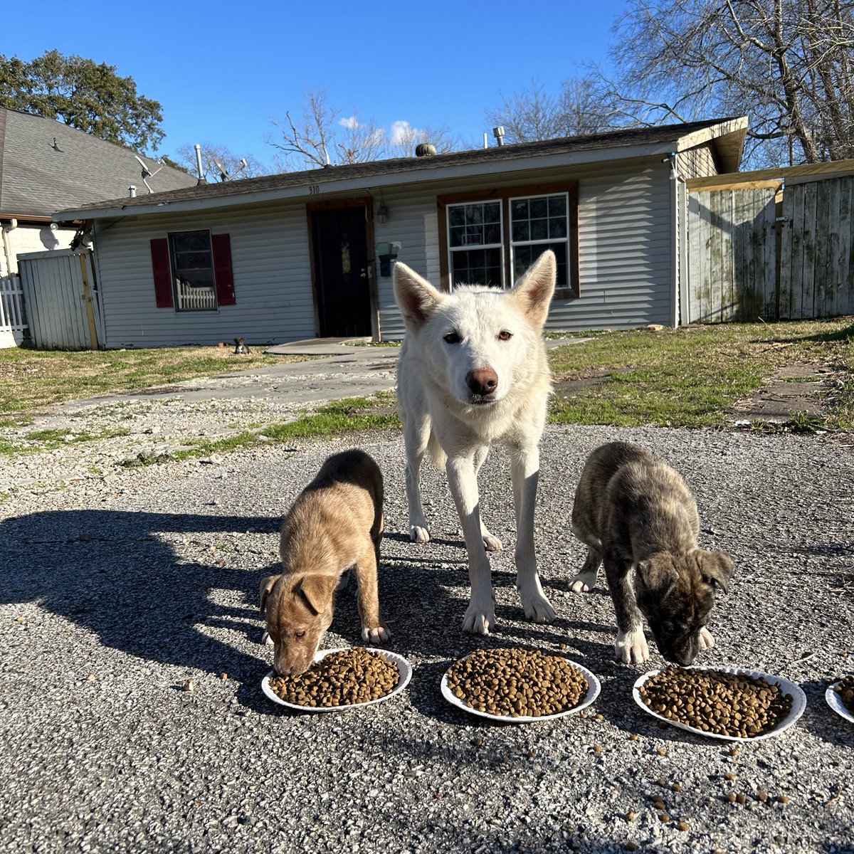 Fosters needed for this family ❤️‍🩹
Mom and 3 pups. Puppies can be separated.

They have a rescue -all we need to save them is commited foster homes.

Transport available in the Houston area.

#houstontx #houston #houstonpets #houstondogs #dogs #dogsoftwitter #rescuedog #puppies