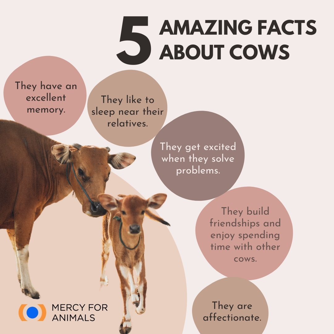 Did you know these fun facts about cows? 🐮

#DairyIndustry #Milk #Cows #Buffaloes #AnimalLovers #MercyForAnimalsIndia