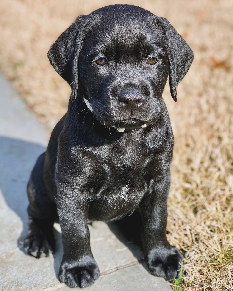 A beautiful star from the beginning!✨🖤🥰 #dog #dogs #puppy #dogoftheday #puppyoftwitter #dogoftwitter #lab #labrador #thelabradorfamily