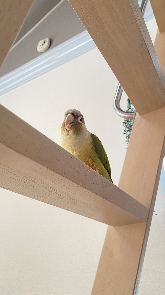 conure_kiwi's tweet photo. 笑顔に見える( ˶´♡`˵ ) https://t.co/6NXWwQMmGL
