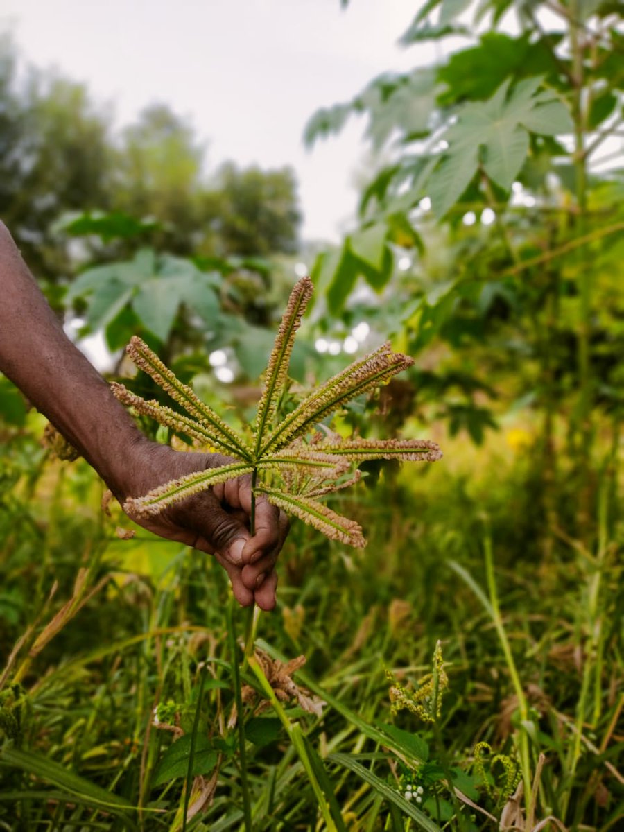 BhoomiKaEco's tweet photo. Prabhulal Kalia Damor from Banswara, Rajasthan, embraced ragi with Vaagdhara's support, overcoming maize crop challenges. Organic methods led to impressive yields and fodder. His story inspires sustainable agriculture amidst climate change. #ragi #sustainableagriculture https://t.co/8ECrpqjwRw