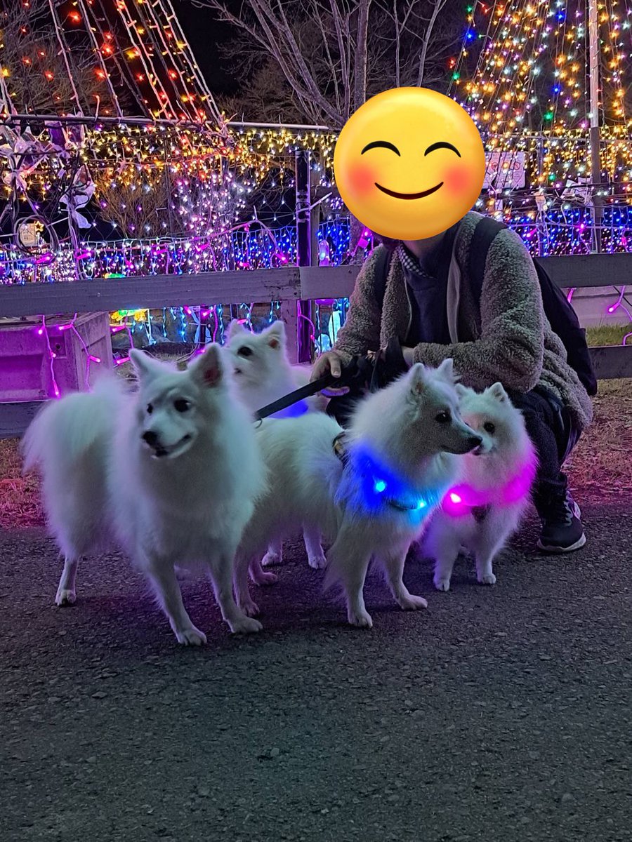 t10o58's tweet photo. 犬種でなんだかんだ言われるの見ると寂しいなぁ。
犬を飼ってる以上、きちんとしなきゃいけないのは人間だと思う。
こんな事が少しでもなくなって欲しいね。
浮かない時は去年撮った、カメラ無視な犬たち見て笑ってよう😂
 #日本スピッツ https://t.co/wf25AwBwVB