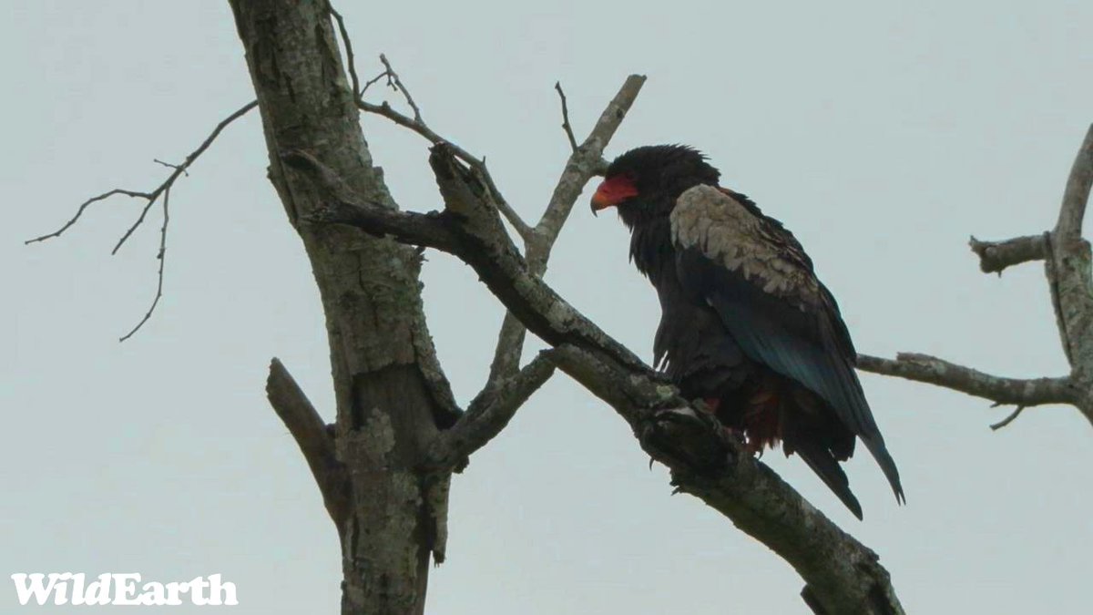 WildEarth tweet media