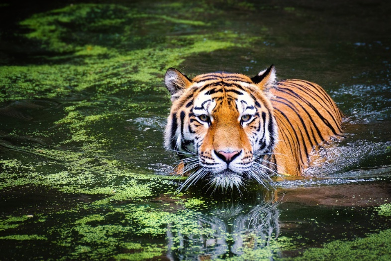 Majestic grace on the move. This tiger owns the water with effortless power. #naturesperfection #naturephotography #beauty