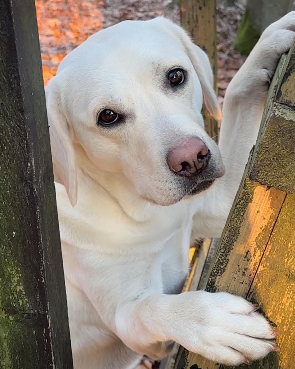 TheLabFamily's tweet photo. 👩🏻: ... blah blah blah... A sight of shame... Yummy.. blah...

🐶: You mean this one 🙄
#dog #dogs #puppy #dogoftheday #puppyoftwitter #dogoftwitter #lab #labrador #thelabradorfamily https://t.co/3X8eCk5eon