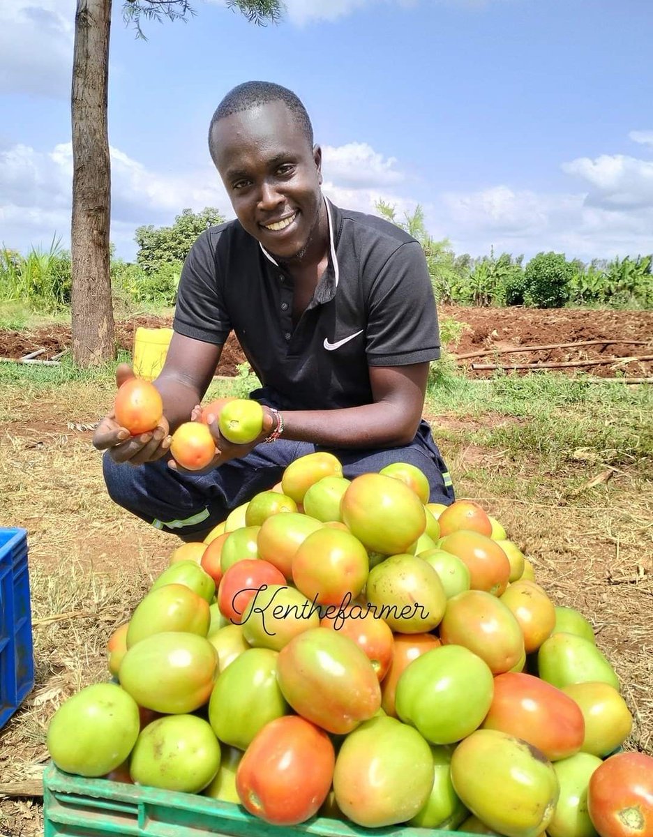 "when you can't win by being better, you can win by being different. "

When it's dirty work for you ,it's fun and business to me. 

#tomatofarming                          🇰🇪