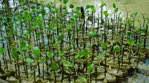 Worldview International Foundation (@worldviewinter1) on Twitter photo Understanding carbon storage dynamics in Ayeyarwady delta's mangrove ecosystem in Myanmar: insights for restoration efforts - carbon in Mangrove soil
doi.org/10.1088/2515-7… via <a href="/IOPenvironment/">IOP Environment</a>
Abstract
Mangroves are highly valued for their ecosystem services, providing a wide Understanding carbon storage dynamics in Ayeyarwady delta's mangrove ecosystem in Myanmar: insights for restoration efforts - carbon in Mangrove soil
doi.org/10.1088/2515-7… via <a href="/IOPenvironment/">IOP Environment</a>
Abstract
Mangroves are highly valued for their ecosystem services, providing a wide