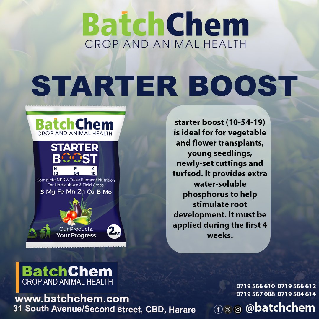 Get This Greatest Source of Phosphorus for Your Plant's Root Growth! 
Available From Us Or Any Agro Dealer Near You.
#OurProductsYourProgress🔥
<a href="/ZimAgroRetweet/">Zim Farmers Retweeter🇿🇼</a> <a href="/IFarmers/">Innovative Farmers</a> <a href="/EcofarmerZW/">Vaya Digital Farmer</a>